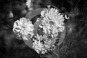 Beautiful cosmea flowers in summer.