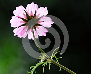 Beautiful Cosmos flower