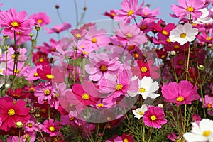 Beautiful cosmos flower