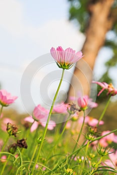 Beautiful Cosmos flower field