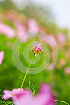 Beautiful Cosmos flower field