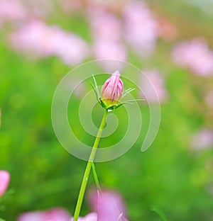 Beautiful Cosmos flower field