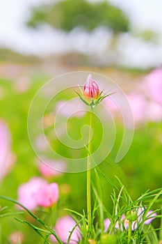 Beautiful Cosmos flower field