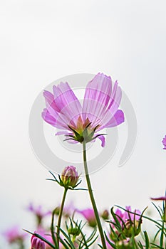 Beautiful Cosmos flower field