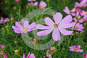 Beautiful Cosmos flower field