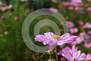 Beautiful Cosmos flower field