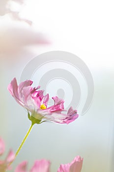 beautiful cosmos flower field.Cosmos flower blossom in garden