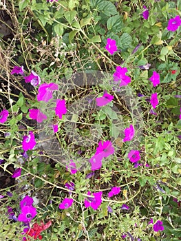 Beautiful cosmos flower in garden