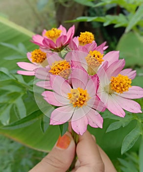 Beautiful cosmos flower in hand