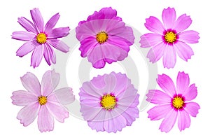 Beautiful Cosmos Flower isolated on white background