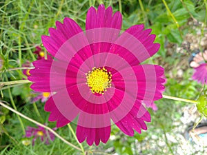 Beautiful Cosmos Flower pink color, red color and  Purple color in gardent