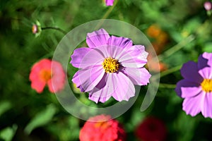 Beautiful cosmos flower in the summer garden, lit by the sun