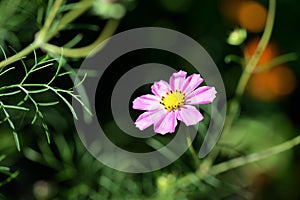 Beautiful cosmos flower in the summer garden, lit by the sun