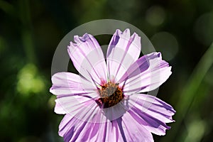 Beautiful cosmos flower in the summer garden, lit by the sun