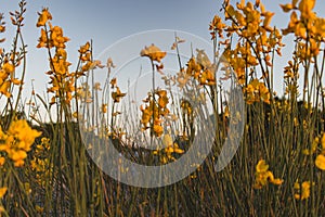 A beautiful cosmos flower in sunset. Field of blooming yellow flowers on a blue background