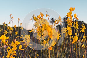 A beautiful cosmos flower in sunset. Field of blooming yellow flowers on a blue background