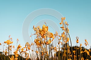 A beautiful cosmos flower in sunset. Field of blooming yellow flowers on a blue background