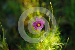 Beautiful cosmos flower in wild countryside garden. Blooming cosmos wildflowers in sunny summer meadow. Biodiversity and