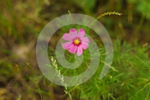 Beautiful cosmos flower in wild countryside garden. Blooming cosmos wildflowers in sunny summer meadow. Biodiversity and