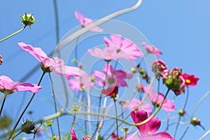 Beautiful cosmos flowers against blue sky