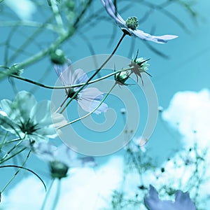 Beautiful cosmos flowers against blue sky.