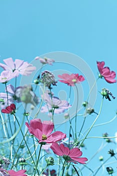 Beautiful cosmos flowers against blue sky.