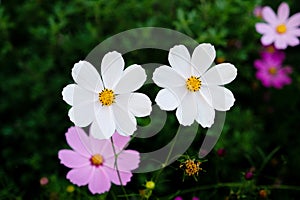 Beautiful cosmos flowers in bloom in the garden, close up.