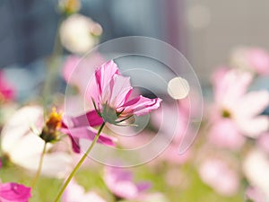 Beautiful cosmos flowers blooming in the city