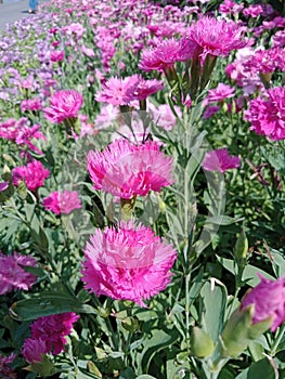 Beautiful cosmos flowers blooming in garden . blur sky background