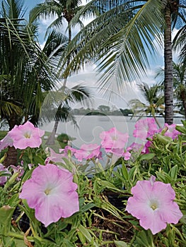 Beautiful cosmos flowers blooming in garden . blur sky background