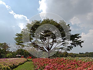 Beautiful cosmos flowers blooming in garden . blur sky background