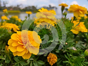 Beautiful cosmos flowers blooming in garden . blur sky background