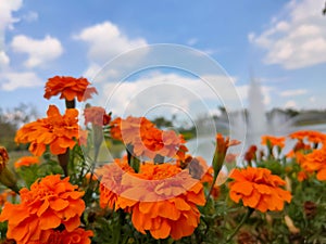 Beautiful cosmos flowers blooming in garden . blur sky background