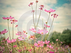 Beautiful Cosmos flowers Cosmos Bipinnatus.