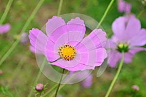 Beautiful cosmos flowers in a garden, white and pink cosmos