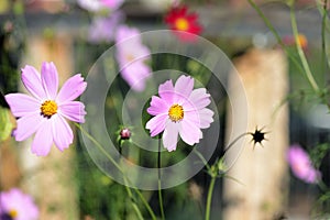 Beautiful cosmos flowers in the summer garden, lit by the sun