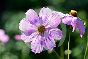 Beautiful cosmos flowers in the summer garden, lit by the sun