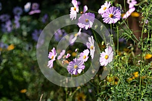 Beautiful cosmos flowers in the summer garden, lit by the sun