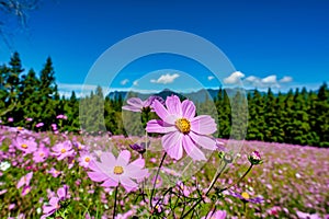 Beautiful cosmos in full bloom