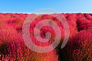 Beautiful Cosmos and Kochia at Hitachi Seaside Park