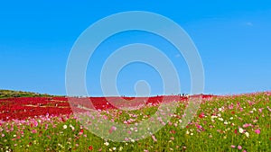 Beautiful Cosmos and Kochia at Hitachi Seaside Park