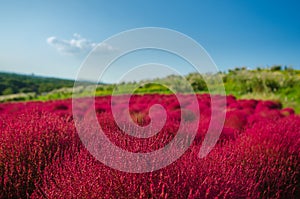 Beautiful Cosmos and Kochia at Hitachi Seaside Park