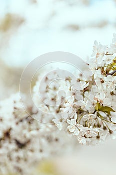 Beautiful cosmos spring banner or horizontal background with delicate blooming cherry blossoms on pastel bokeh