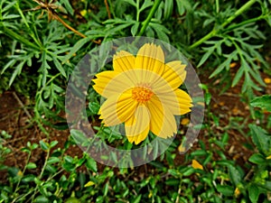 A Beautiful Cosmos Sulphureus is Blossoming in The Summer