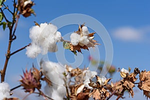 Beautiful Cotton on blue sky.Cotton crop landscape with copy space area.