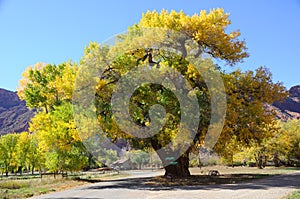 Beautiful Cottonwood Tree in Autumn photo