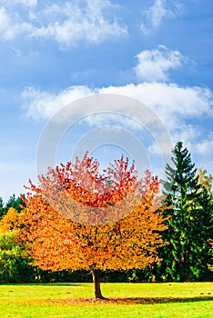 Beautiful coulored tree of autumn landscape in Germany