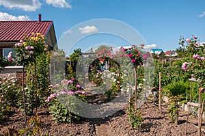 Beautiful country house with blooming garden on a summer day