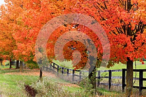 Beautiful country road in autumn foliage