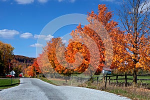 Beautiful country road in autumn foliage